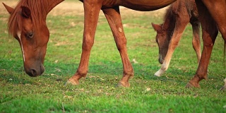 马和小马驹在绿色的田野。