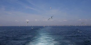 在伊斯坦布尔的博斯普鲁斯，海鸥在船后飞翔