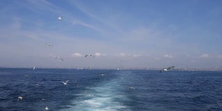在伊斯坦布尔的博斯普鲁斯，海鸥在船后飞翔