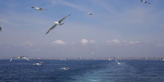 在伊斯坦布尔，海鸥在船后飞翔