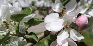 The bee pollinates the flowers of the apple tree.