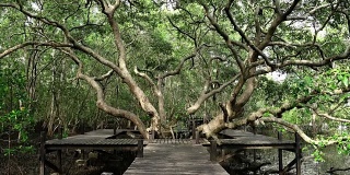 泰国罗勇的一大片红树林