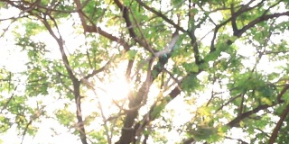 情感的阳光透过树叶看着树木