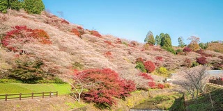 延时:小原樱与秋红叶离开日本丰田名古屋