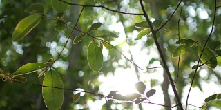 大自然镜头背景绿叶与阳光在大自然中