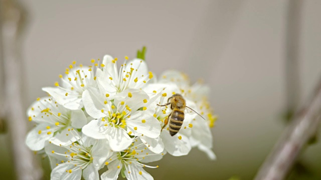 蜜蜂(Apis mellifera carnica)为白色樱花授粉