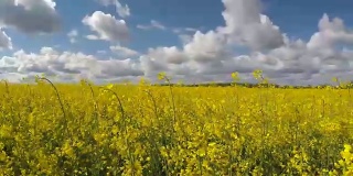 Canola under a blue sky with clouds.