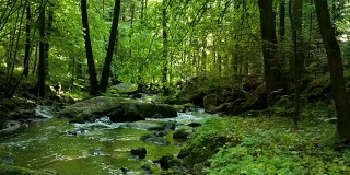 流淌在田园诗般的春林中的小溪