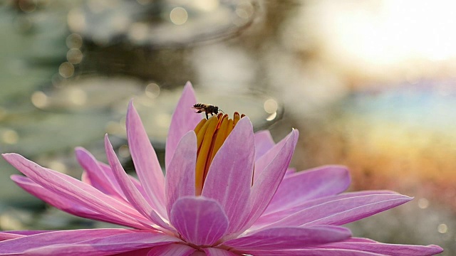 蜜蜂在早晨的粉红莲花上。(缓慢)