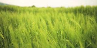 一片翠绿的麦田