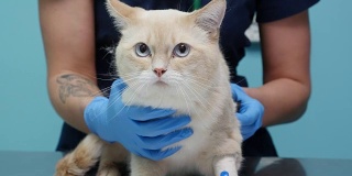 一位妇女在诊所里给一只猫做兽医检查