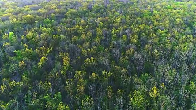 鸟瞰图与针叶林的广阔景观