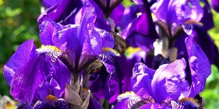 紫花鸢尾