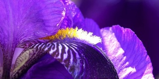 紫色蝴蝶花盛开-近距离