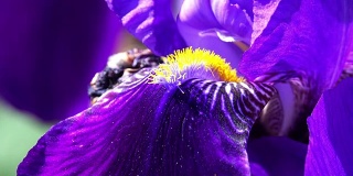 紫色蝴蝶花盛开-近距离