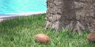 两段椰子掉在草地上的慢镜头