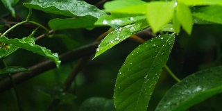 泰国雨季的雨滴落在绿叶上