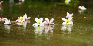 泰国雨季的雨滴落在绿叶上