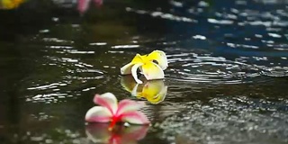 在泰国的雨季，雨点落在地板上，上面有五颜六色的花朵