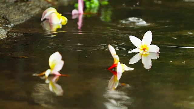 在泰国的雨季，雨点落在地板上，上面有五颜六色的花朵