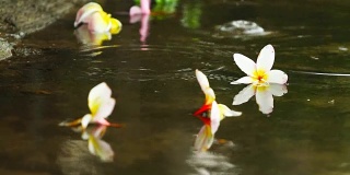 在泰国的雨季，雨点落在地板上，上面有五颜六色的花朵