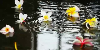 在泰国的雨季，雨点落在地板上，上面有五颜六色的花朵