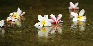 在泰国的雨季，雨点落在地板上，上面有五颜六色的花朵