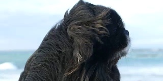 在强风中，漂亮的长毛狗的口吻(慢动作)