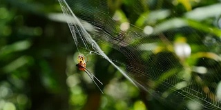 森林中弯曲的多刺蜘蛛(天麻蜘蛛)在其网中捕食猎物。