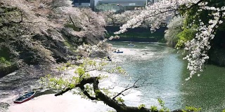 人们在日本东京庆祝樱花盛开