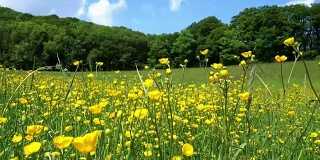 春天的草地，黄色的沼泽金盏花