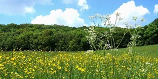 春天的草地，黄色的沼泽金盏花