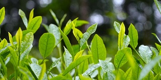 茶叶的特写