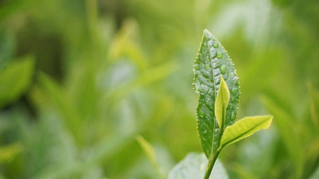 茶叶的特写