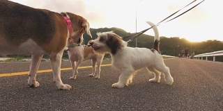 慢镜头三种不同的狗一起玩