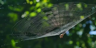 森林中弯曲的多刺蜘蛛(天麻蜘蛛)在其网中捕食猎物。