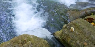 多莉拍摄:美丽的绿色大自然中的瀑布