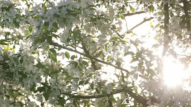 White Apple Tree Blossom in Spring