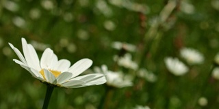 Macro Dolly:春天草地上的雏菊