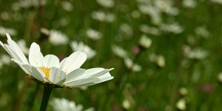 Macro Dolly:春天草地上的雏菊