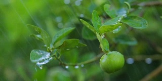 种植柠檬或酸橙树。