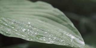 春天的绿叶带着雨滴