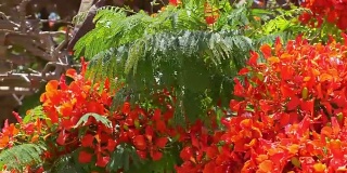 带花的热带芙蓉树视频