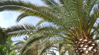 视频的棕榈树在真正的慢动作4K视频素材模板下载
