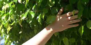 触摸树叶的慢动作视频