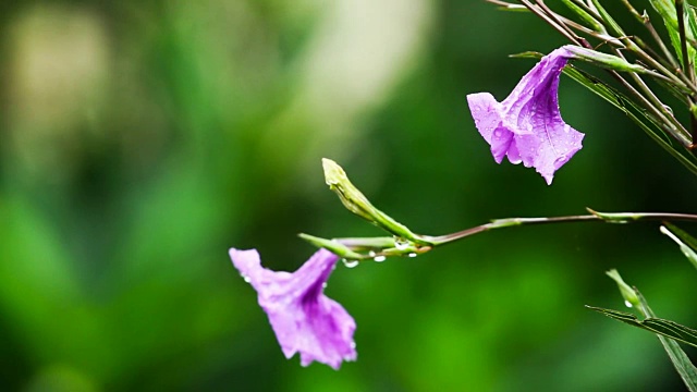 绿植风雨后，泰国清迈省