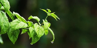 绿植风雨后，泰国清迈省