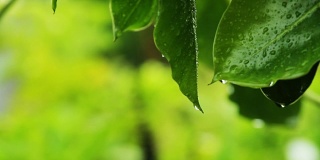 绿植风雨后，泰国清迈省
