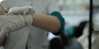在实验室里，一只白鼠在一位女士的手掌上行走