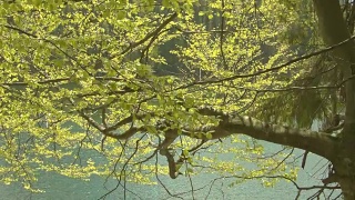 锡娜维尔湖附近的森林视频素材模板下载